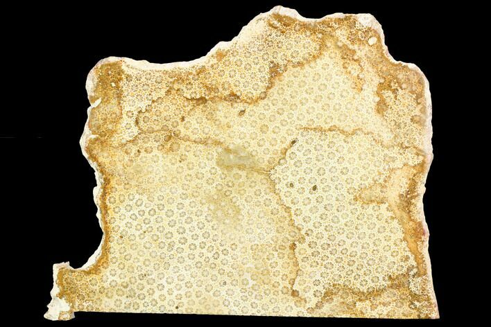 Polished Fossil Coral Slab - Indonesia #121896